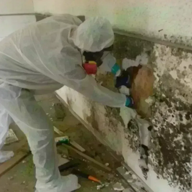 Mold Remediation and Removal in Yarmouth, ME